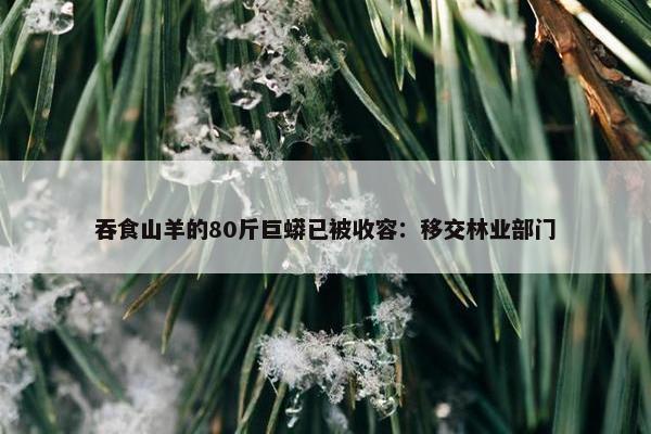 吞食山羊的80斤巨蟒已被收容：移交林业部门