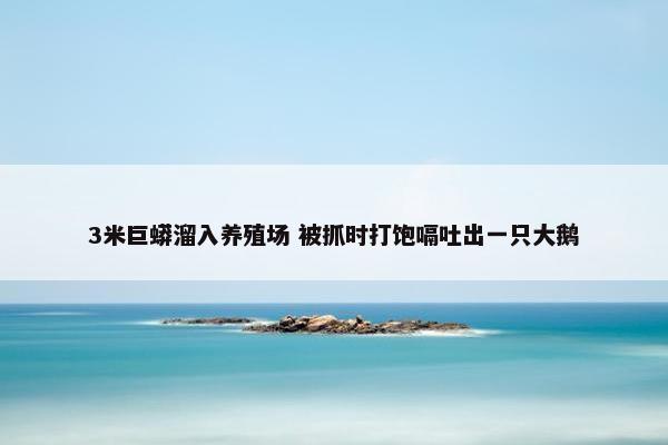 3米巨蟒溜入养殖场 被抓时打饱嗝吐出一只大鹅