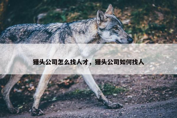 猎头公司怎么找人才，猎头公司如何找人