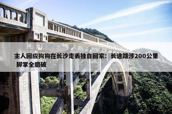 主人回应狗狗在长沙走丢独自回家：长途跋涉200公里 脚掌全磨破