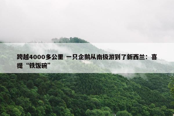 跨越4000多公里 一只企鹅从南极游到了新西兰：喜提“铁饭碗”