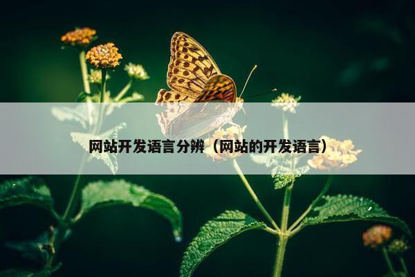 网站开发语言分辨（网站的开发语言）