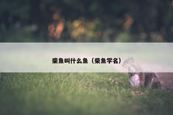 柴鱼叫什么鱼（柴鱼学名）