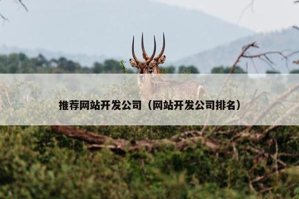 推荐网站开发公司（网站开发公司排名）