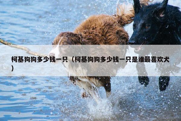 柯基狗狗多少钱一只（柯基狗狗多少钱一只是谁最喜欢犬）