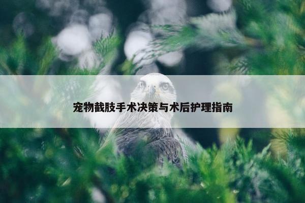 宠物截肢手术决策与术后护理指南